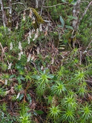 Dracophyllum secundum