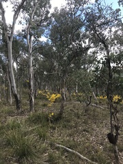 Eucalyptus polyanthemos