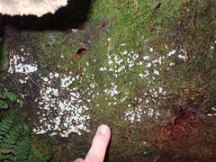 Oligonema verrucosum