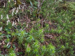 Dracophyllum secundum