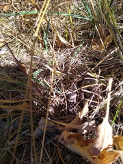 Pseudochorthippus curtipennis