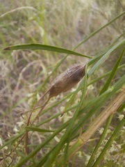 Neolasioptera lathami