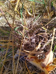 Pseudochorthippus curtipennis