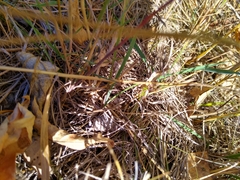 Pseudochorthippus curtipennis