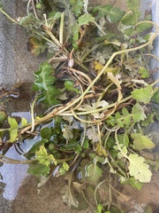 Arctotheca prostrata