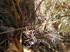 Pseudochorthippus curtipennis