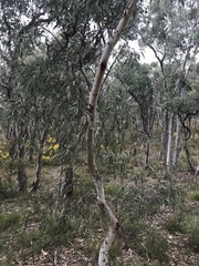 Eucalyptus mannifera
