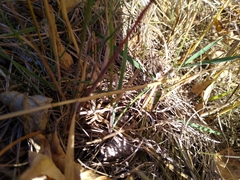 Pseudochorthippus curtipennis