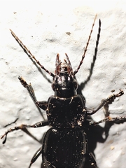 Pterostichus