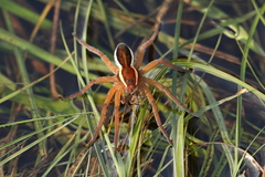 Dolomedes fimbriatus