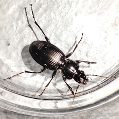 Pterostichus
