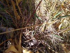 Pseudochorthippus curtipennis