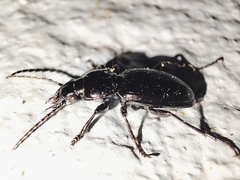 Pterostichus