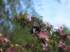 Papilio memnon heronus