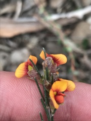 Dillwynia sericea