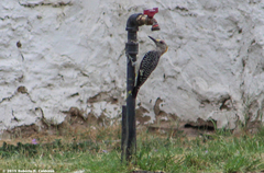 Melanerpes aurifrons