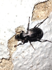 Pterostichus