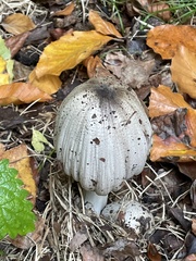 Coprinopsis