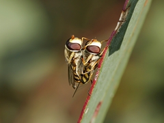 Simosyrphus grandicornis