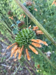 Leonotis