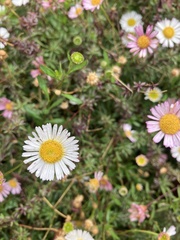 Erigeron karvinskianus