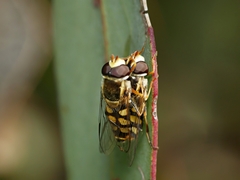 Simosyrphus grandicornis