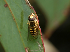 Simosyrphus grandicornis