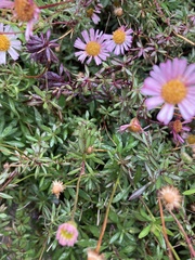 Erigeron karvinskianus