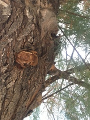 Inocutis tamaricis