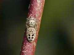 Opisthoncus sexmaculatus