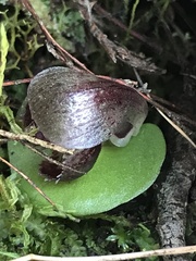 Corybas incurvus