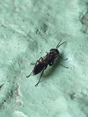 Liris subtessellatus