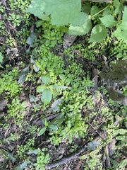 Proserpinaca palustris