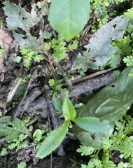 Proserpinaca palustris