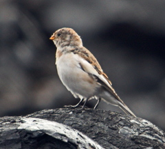 Plectrophenax nivalis