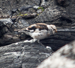 Plectrophenax nivalis