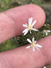 Olearia microphylla
