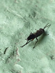 Liris subtessellatus