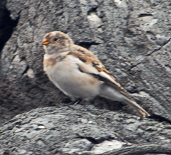 Plectrophenax nivalis