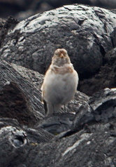 Plectrophenax nivalis