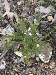 Olearia microphylla