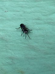 Liris subtessellatus