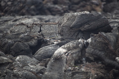 Plectrophenax nivalis