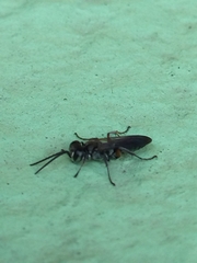 Liris subtessellatus