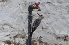 Melanerpes aurifrons