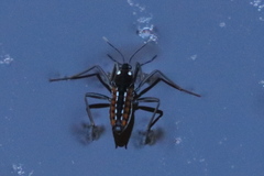 Plesiovelia