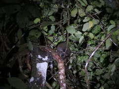 Paradoxurus musangus