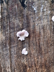 Chondrostereum purpureum