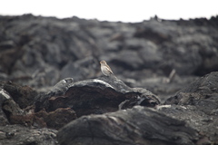 Plectrophenax nivalis