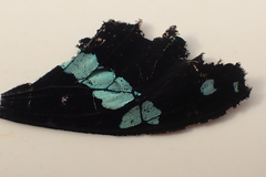 Papilio nireus lyaeus